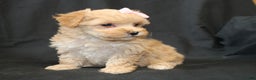 Bichpoo dogs for sale: Betsy - Ad 2