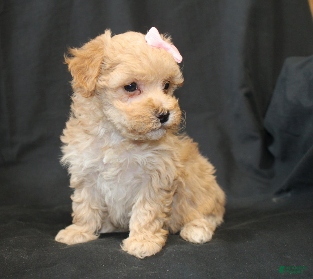 Bichpoo dogs for sale: Betsy - Ad 2