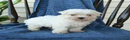 Maltese dogs for sale: Shane - Ad 4