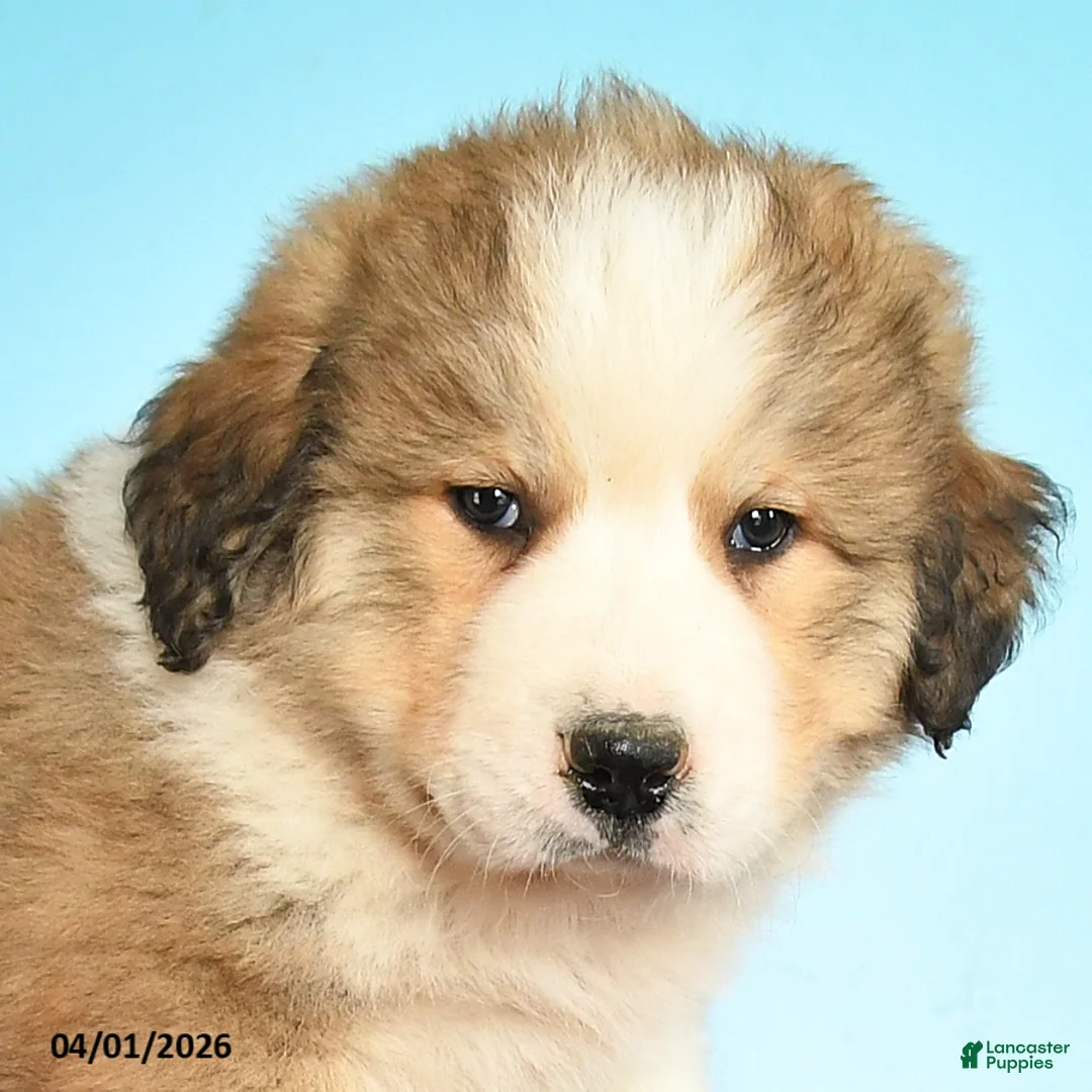 Mixed Breed dogs for sale: Candy - Ad 2