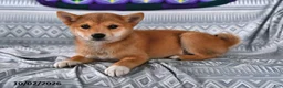 Shiba Inu dogs for sale: Kate - Ad 2