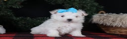 Maltese dogs for sale: ANDREW - Ad 14