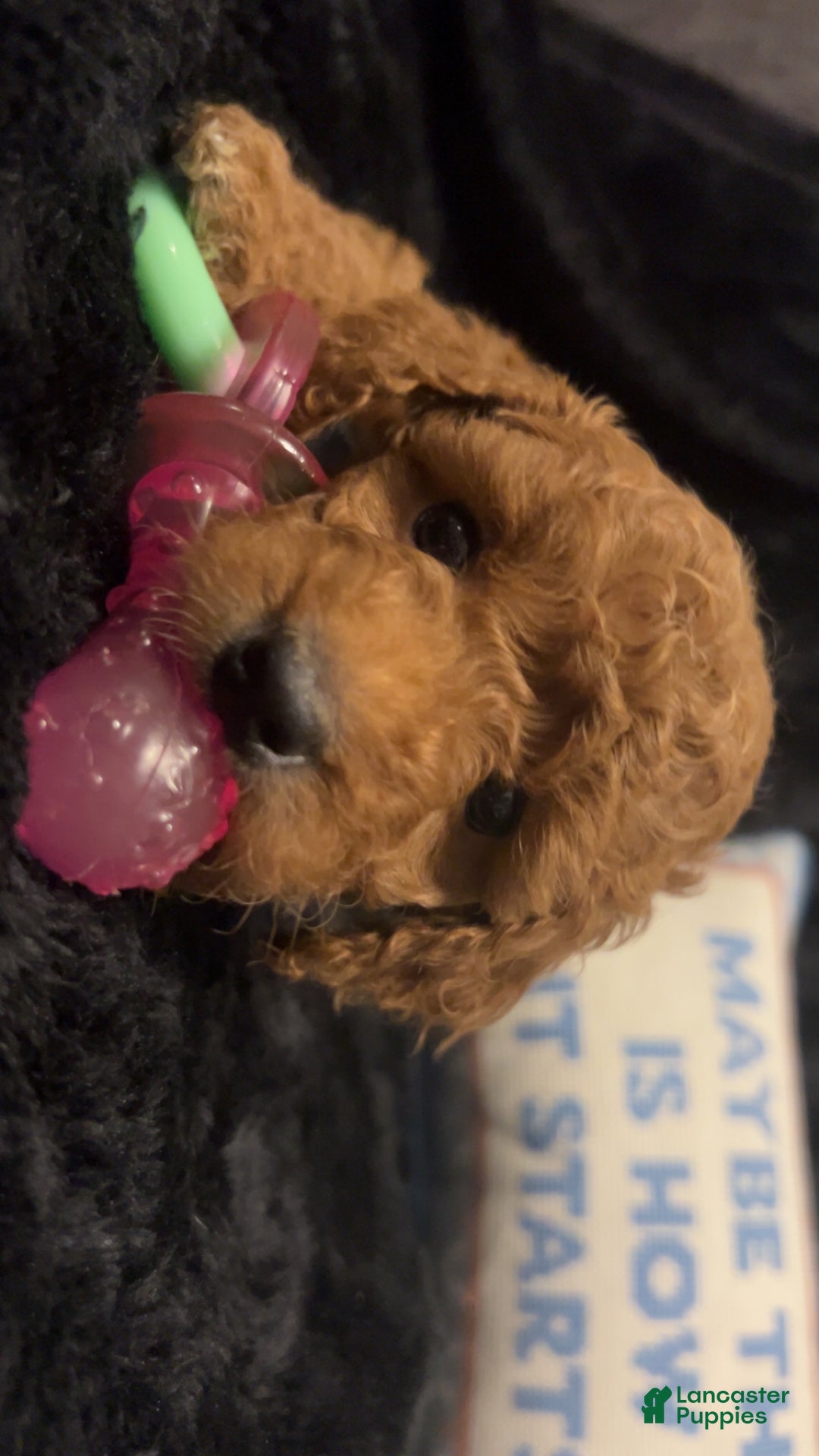 Mini Goldendoodle dogs for sale: Mr Waffles - Ad 8