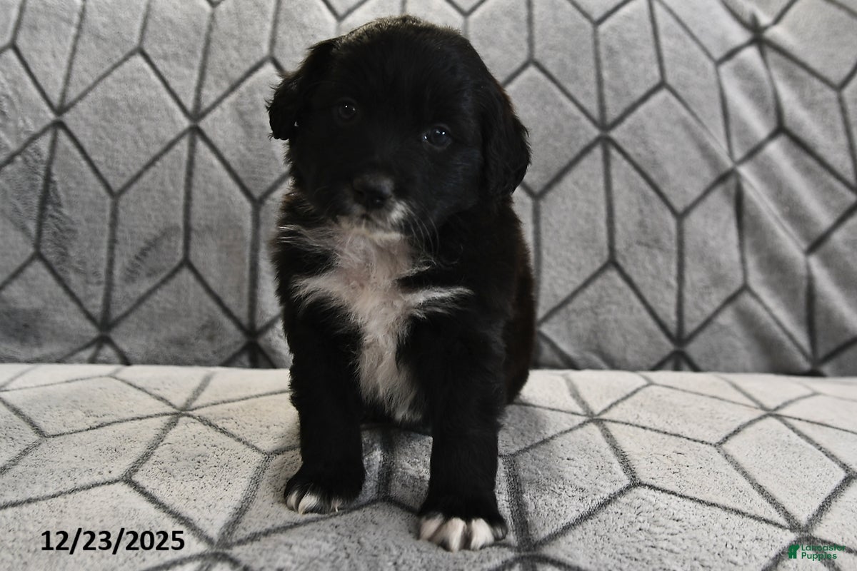 Portuguese Water Dog dogs Dimples - Ad 32