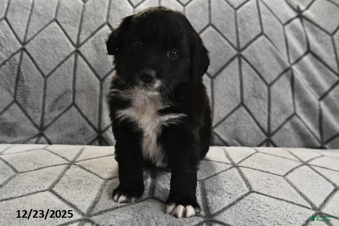 Portuguese Water Dog dogs for sale: Dimples - Ad 11