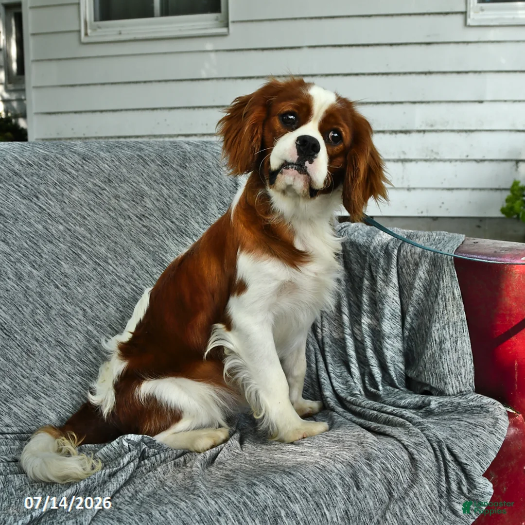 Cavalier King Charles Spaniel dogs for sale: Jadrian Thayne - Ad 1