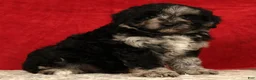 Mini Aussiedoodle dogs for sale: Snickers - Ad 6