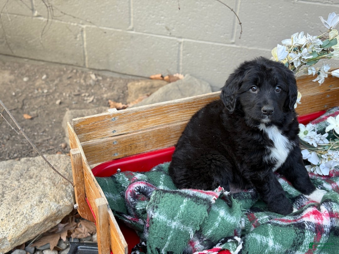 Mixed Breed dogs for sale: Ranger - Ad 9