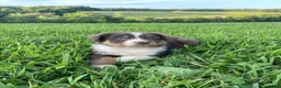 Australian Shepherd dogs for sale: Jake - Ad 3