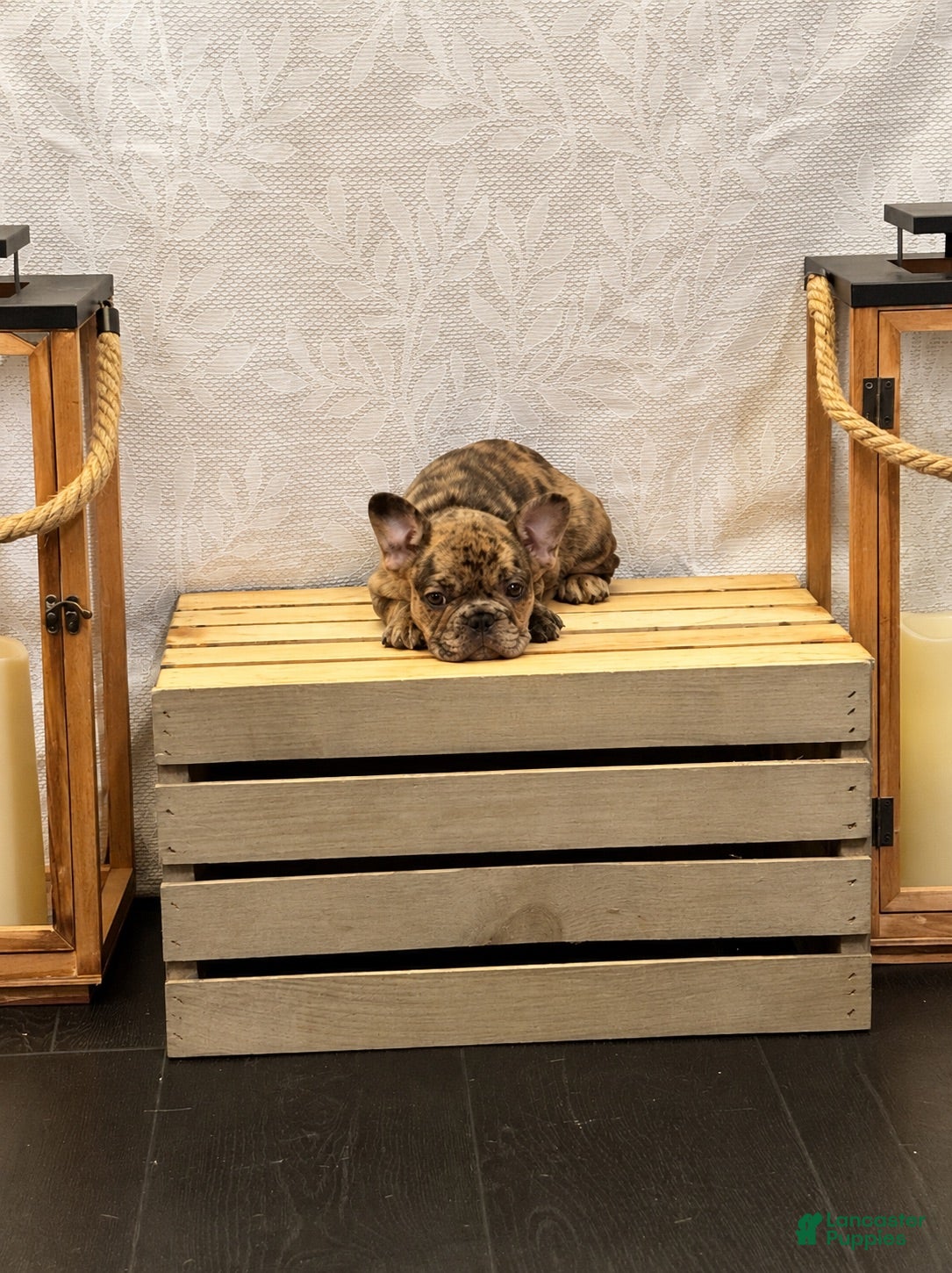 French Bulldog dogs CoCo - Ad 1