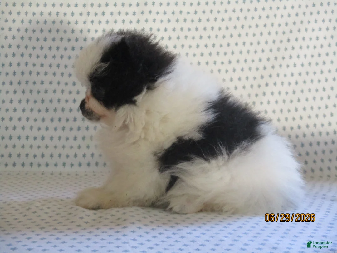 Pomeranian dogs for sale: Tiny - Ad 2