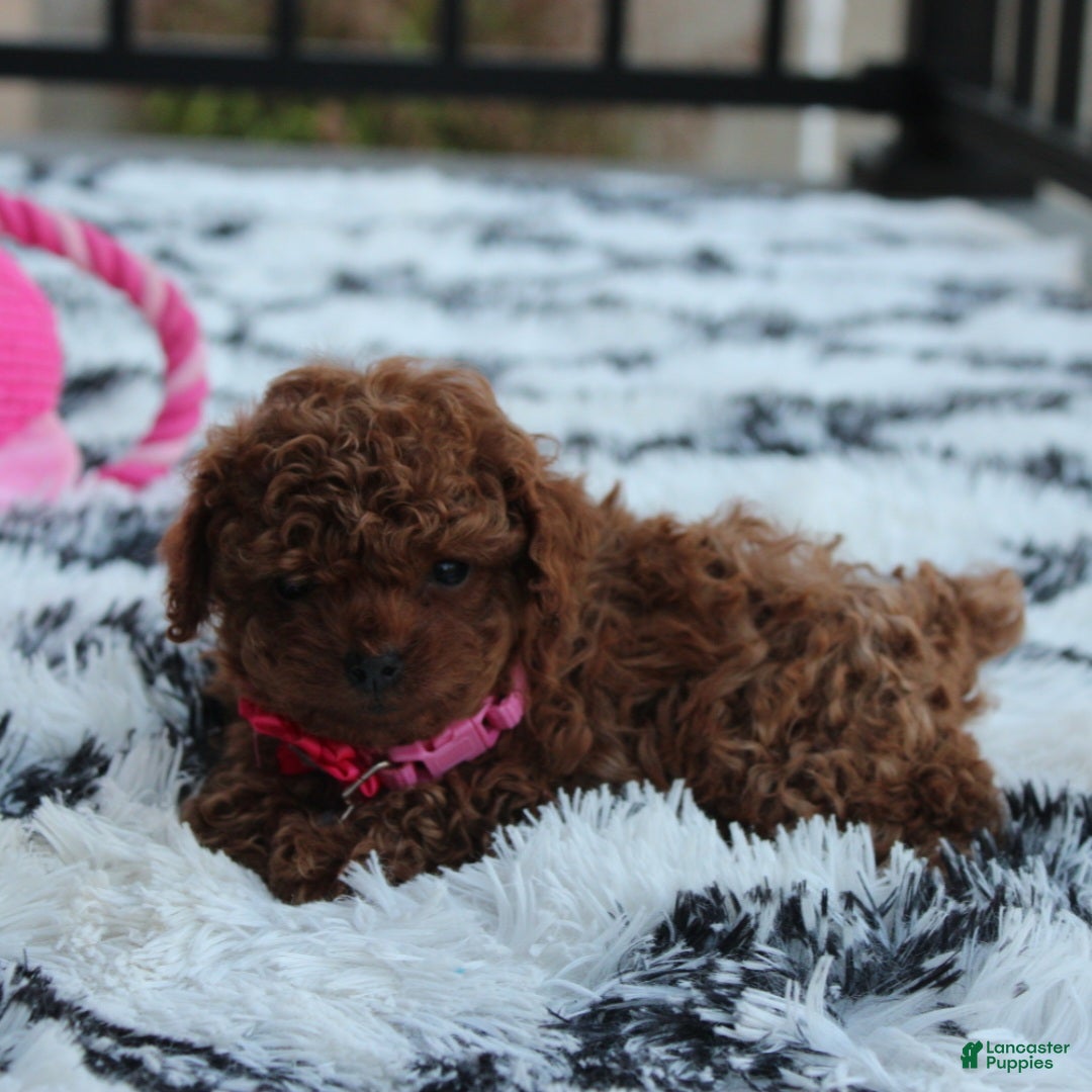 Toy Poodle dogs for sale: Bella - Ad 14