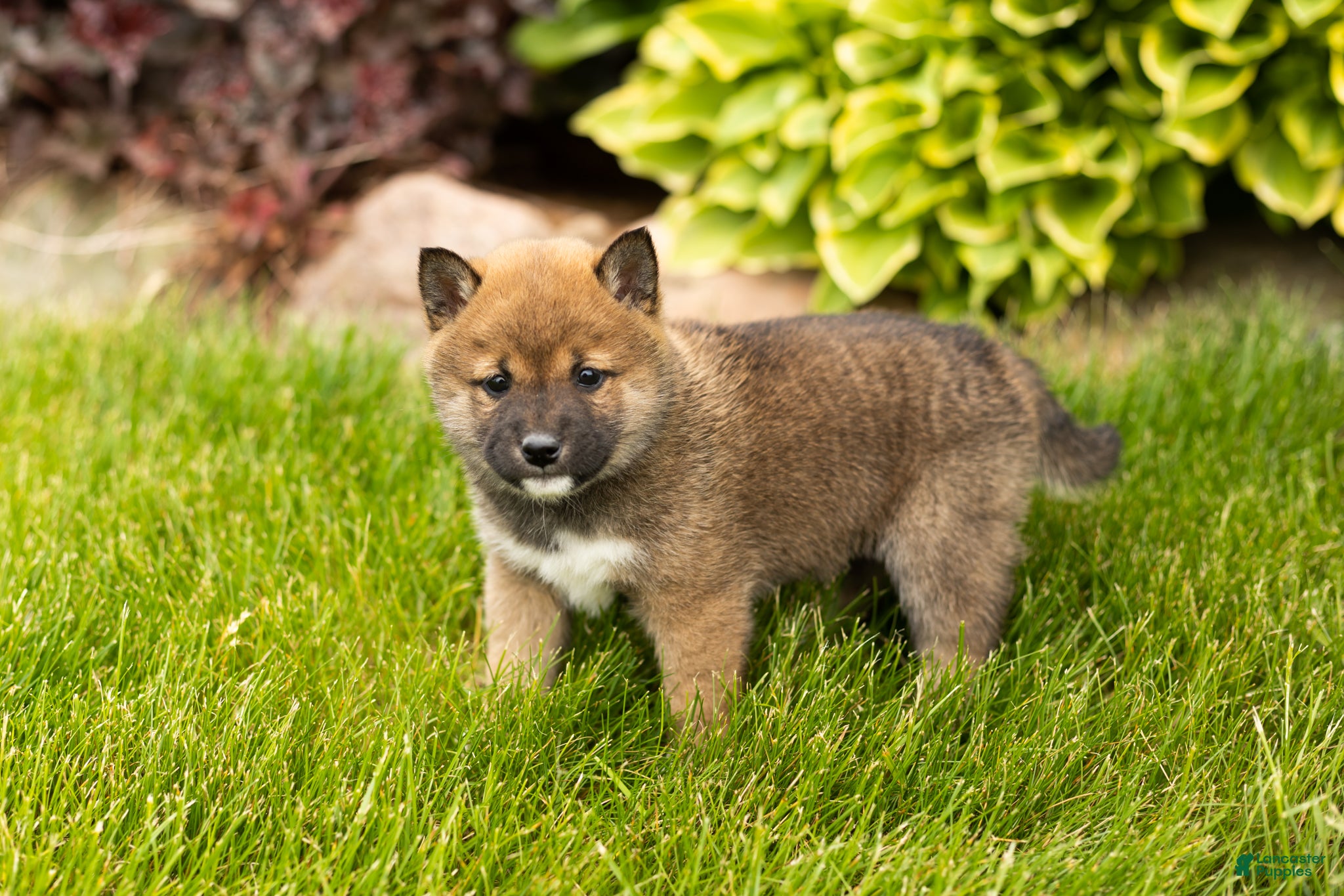 Shiba Inu dogs Jody  - Ad 36