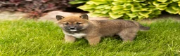 Shiba Inu dogs for sale: Jody  - Ad 1