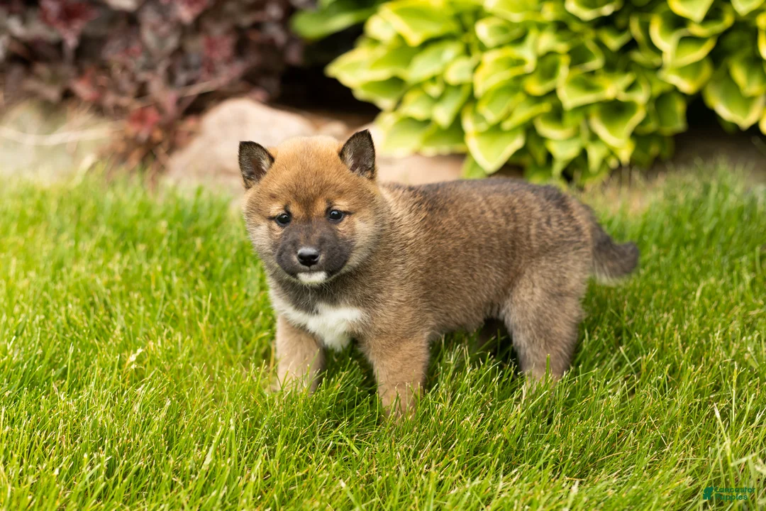 Shiba Inu dogs for sale: Jody  - Ad 1
