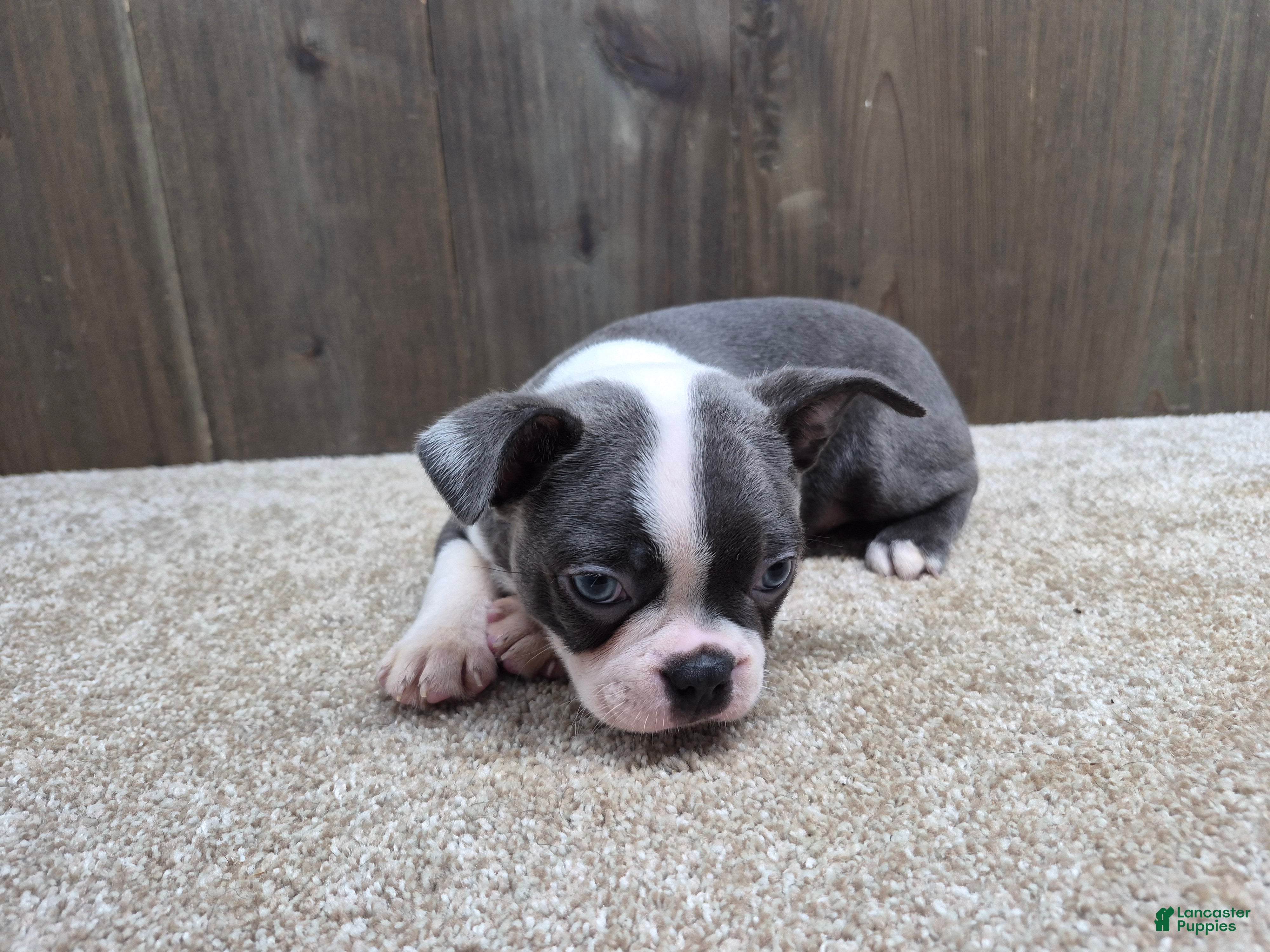 Boston Terrier dogs Smokey - Ad 2