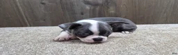 Boston Terrier dogs for sale: Smokey - Ad 2