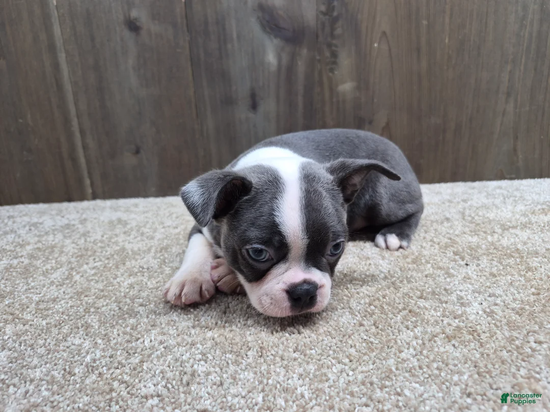 Boston Terrier dogs for sale: Smokey - Ad 2