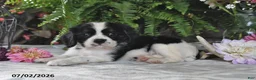Cavalier King Charles Spaniel dogs for sale: Jaxon - Ad 3