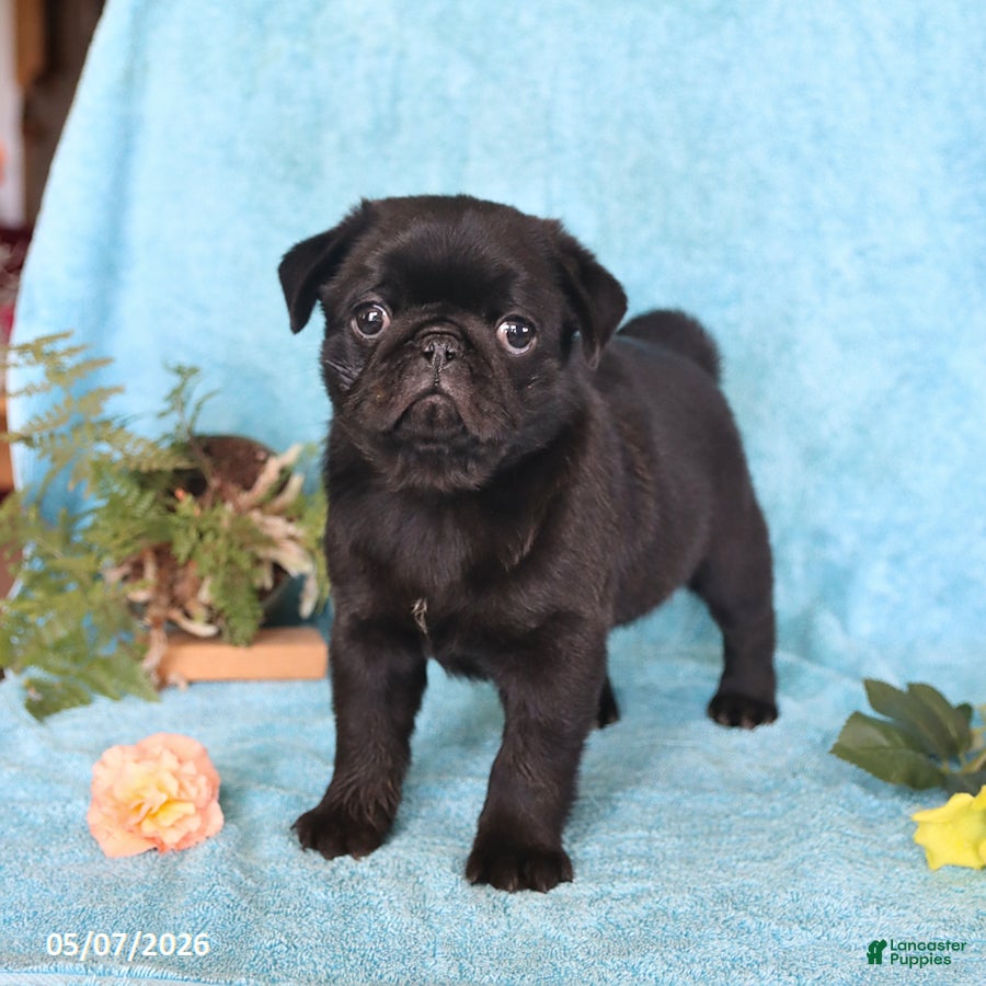 Pug dogs Blackie - Ad 1