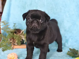 Pug dogs for sale: Blackie - Ad 1