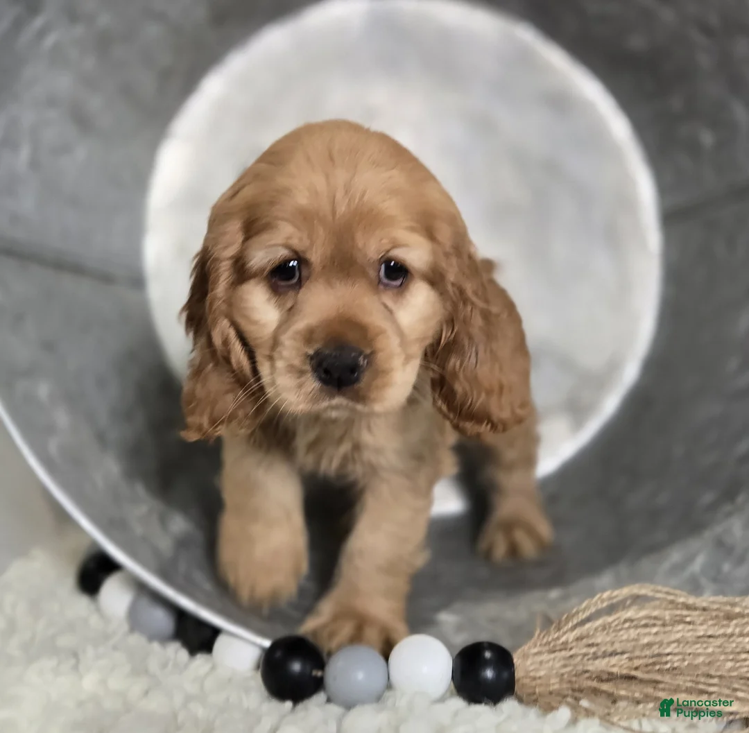 Cocker Spaniel dogs for sale: Lyle - Ad 6