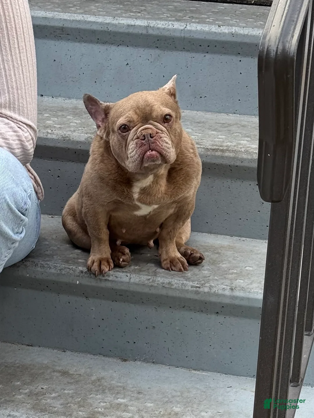 French Bulldog dogs for sale: Honey - Ad 2