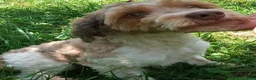 Cockapoo dogs for sale: Rusty Rooster - Ad 5