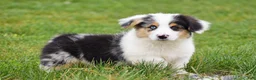 Welsh Corgi Pembroke dogs for sale: Jacob - Ad 1