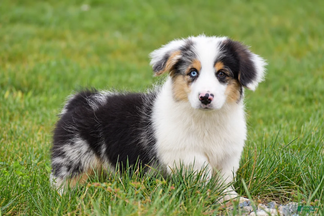 Welsh Corgi Pembroke dogs for sale: Jacob - Ad 1