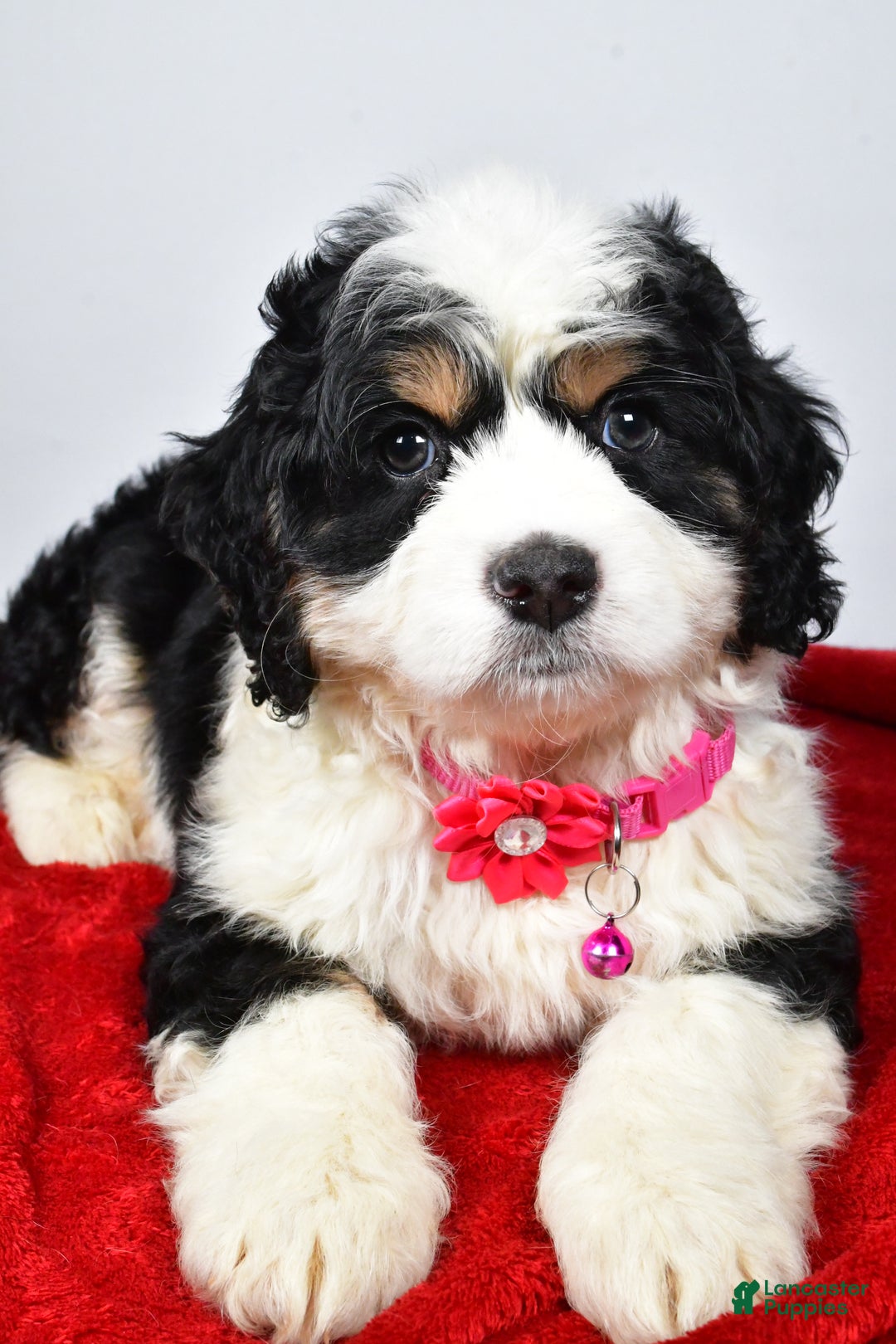 Mixed Breed dogs for sale: Carmel - Ad 4