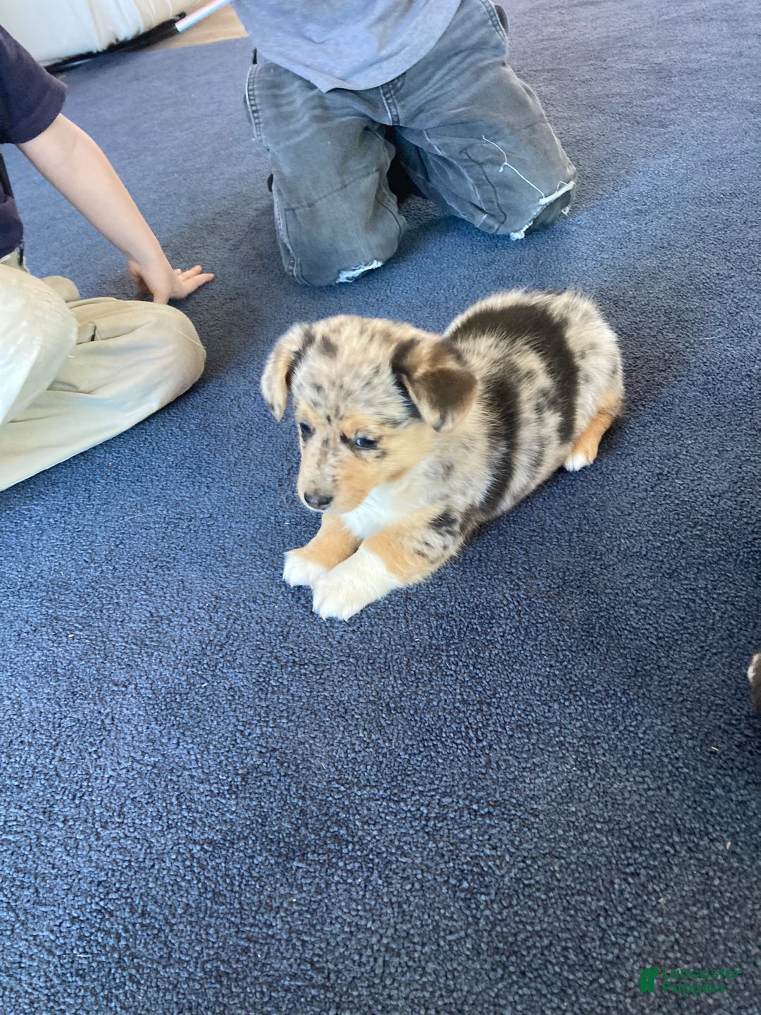 Mixed Breed dogs for sale: Tommy - Ad 4