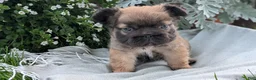 French Bulldog dogs for sale: Olive - Ad 9