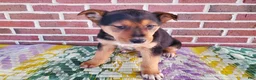 Mixed Breed dogs for sale: Molly - Ad 6
