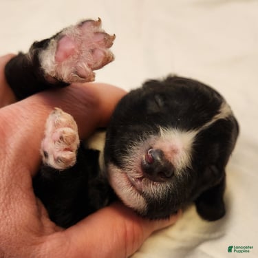 Mini Aussiedoodle dogs Snoopy_Male Tuxedo - Ad 2