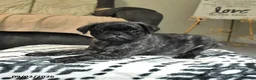 Pug dogs for sale: Pepsi - Ad 3