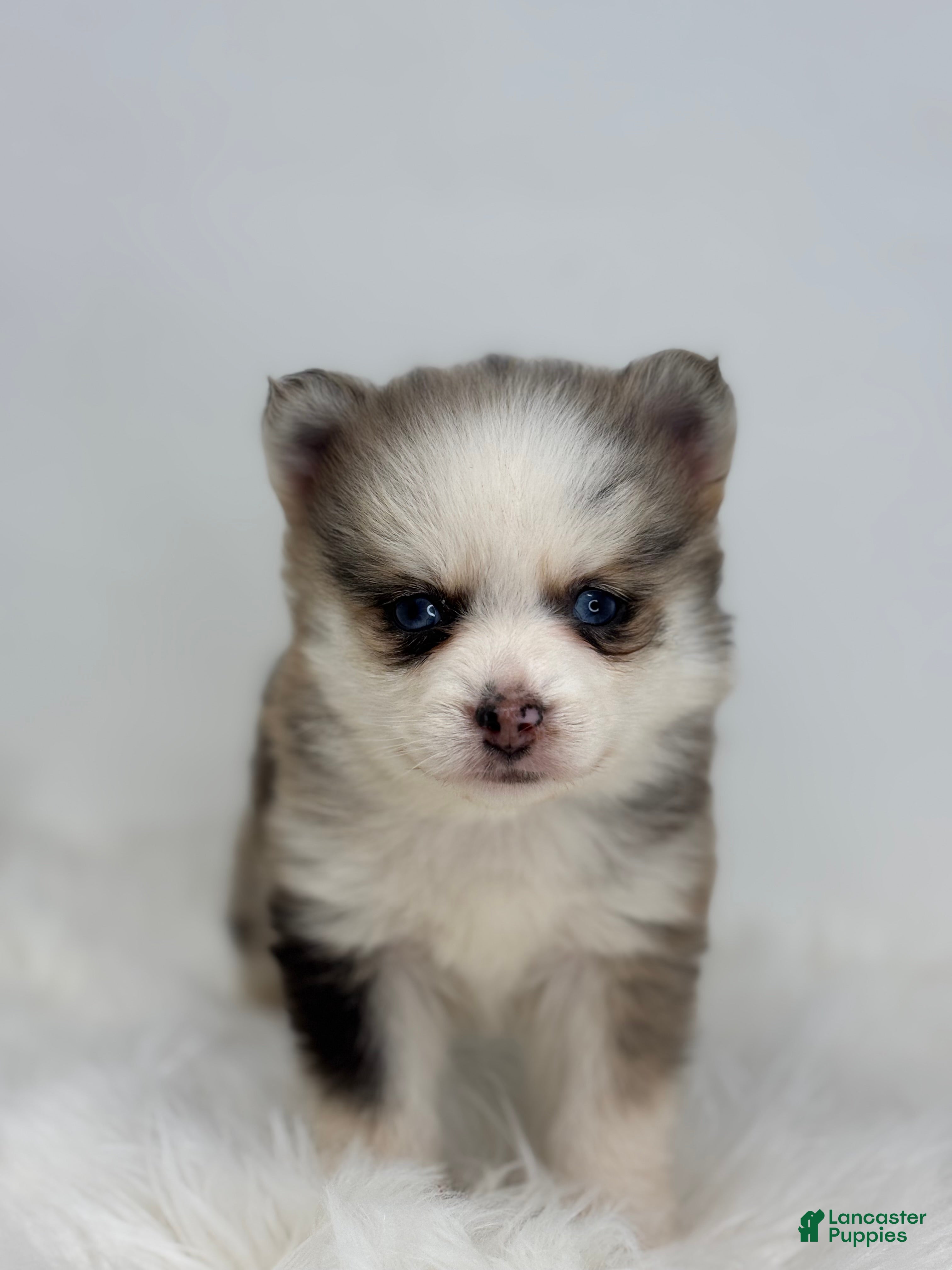 Pomsky dogs Hadley - Ad 6