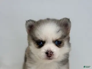 Pomsky dogs Hadley - Ad 6