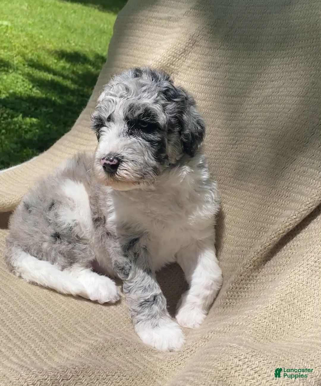 Mixed Breed dogs for sale: Danish - Ad 1