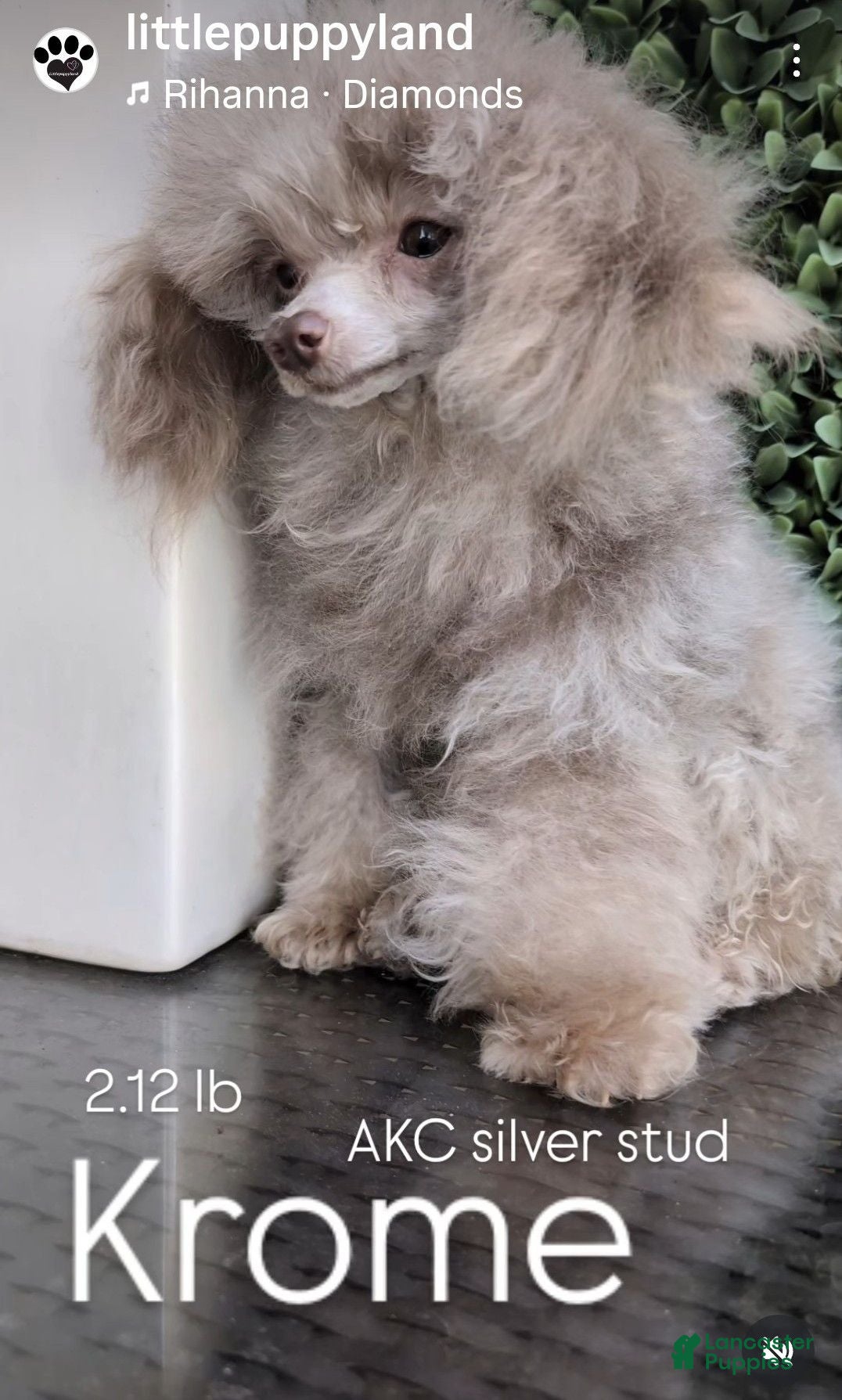 Toy Poodle dogs Krome  - Ad 2