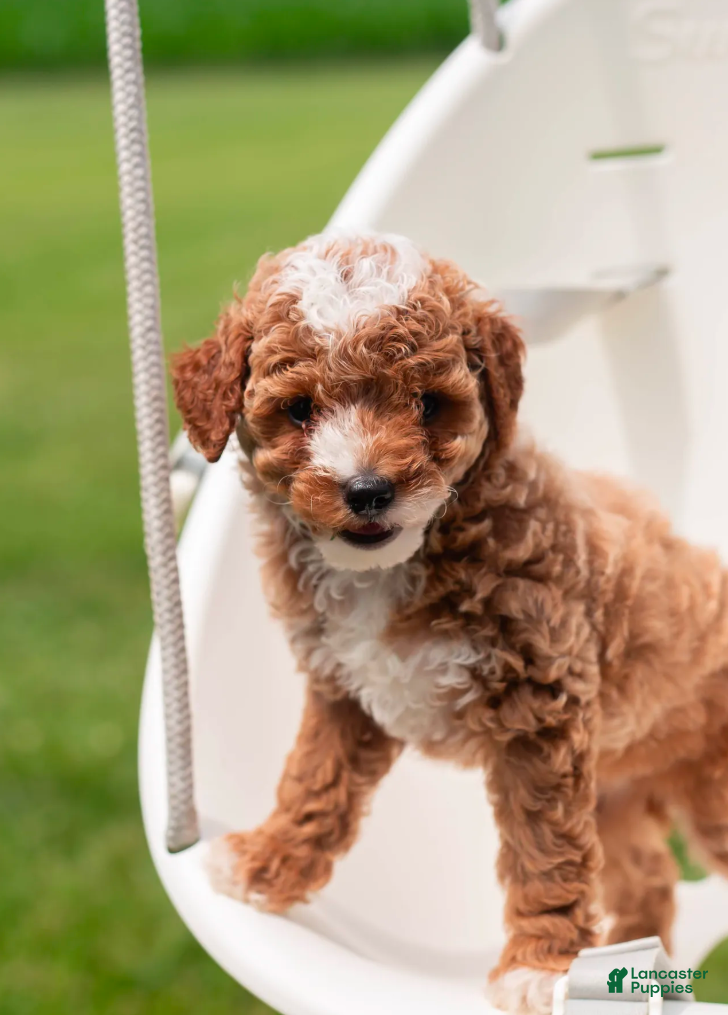 Toy Poodle dogs Pudgy - Ad 1