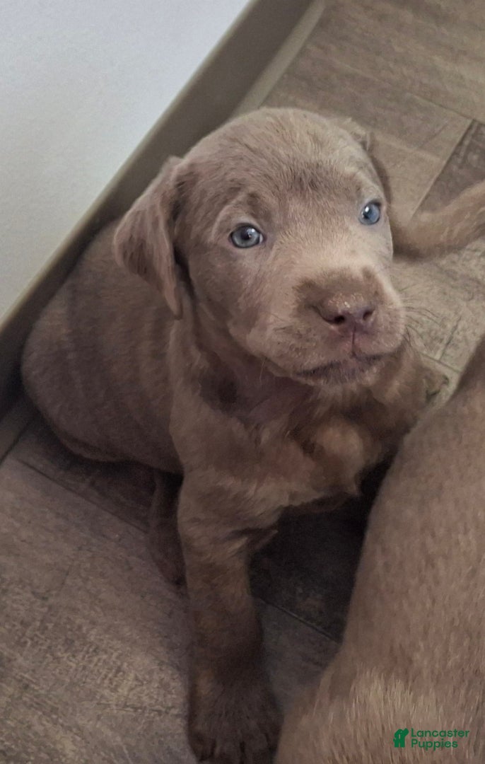 Labrador Retriever dogs Willow (Female)   - Ad 1