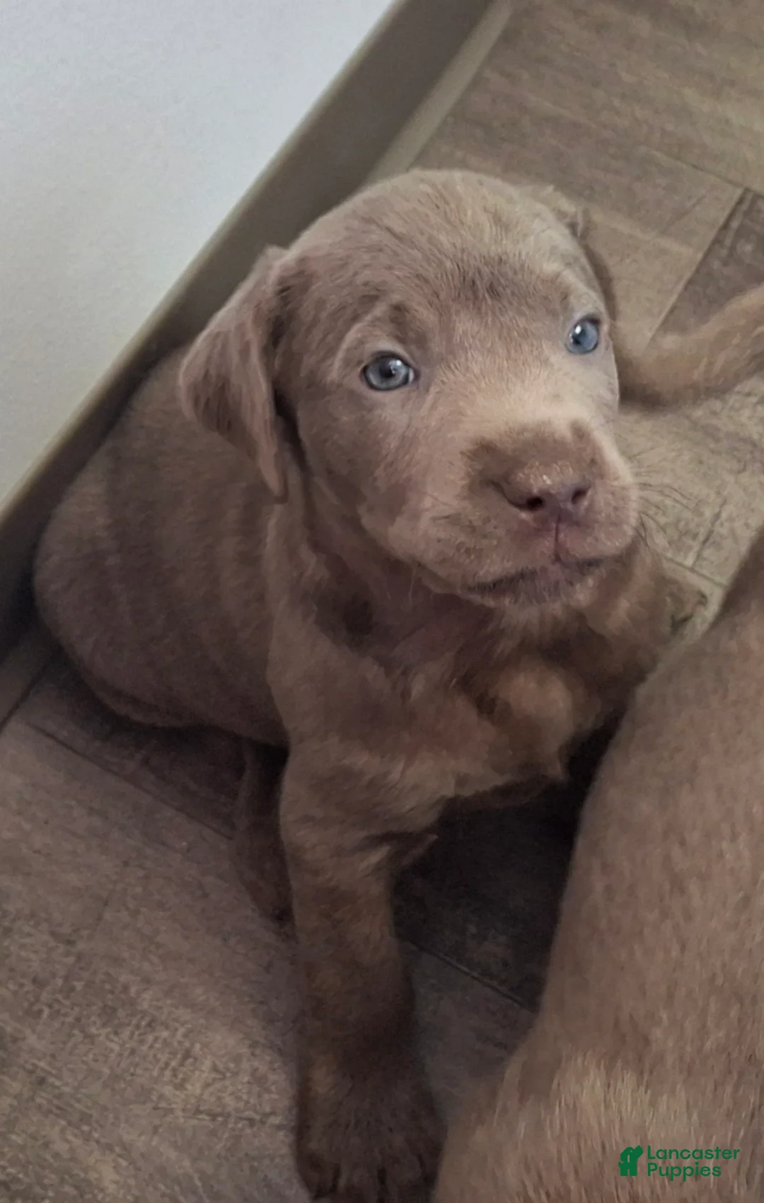Labrador Retriever dogs for sale: Willow (Female)   - Ad 1
