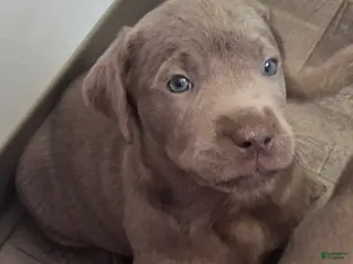 Labrador Retriever dogs Willow (Female) - Ad 1