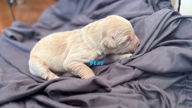 Golden Retriever dogs Beau - Ad 2