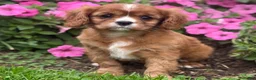 Cavalier King Charles Spaniel dogs for sale: Bella - Ad 5