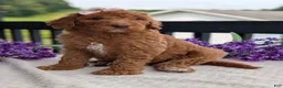 Goldendoodle dogs for sale: Miss Daisy - Ad 17