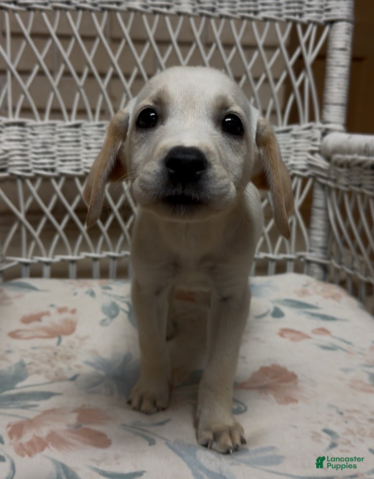 Labrador Retriever dogs for sale: Labrador Retriever Jackie - Ad 49