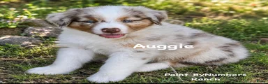 Auggie