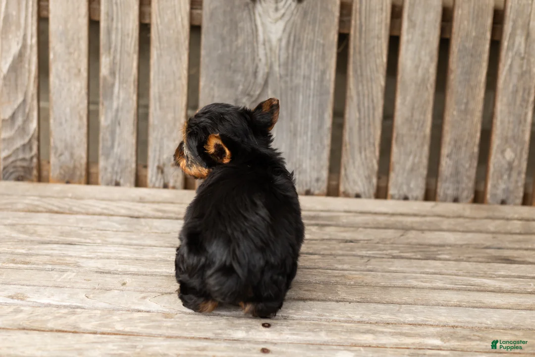 Yorkshire Terrier dogs for sale: Merlin  - Ad 5